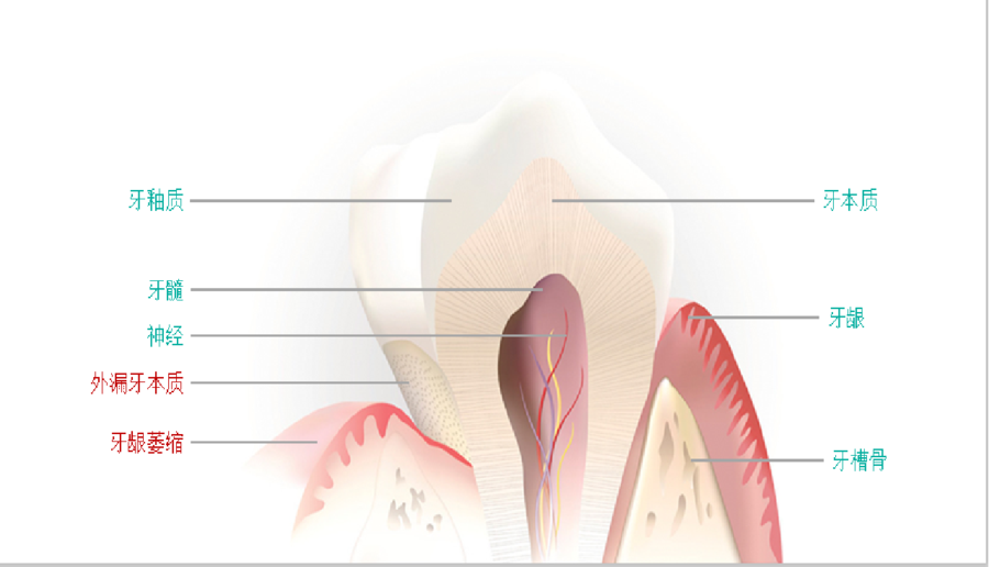 牙齿结构图.png